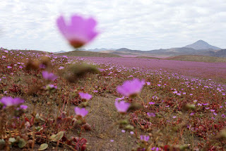 Vezn-î Âhâr
