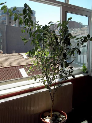 Bir Ağaç Karşısında