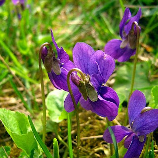 Önce mimozalar gelir… Önce daima mimozalar gelir.