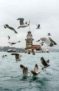 martilar