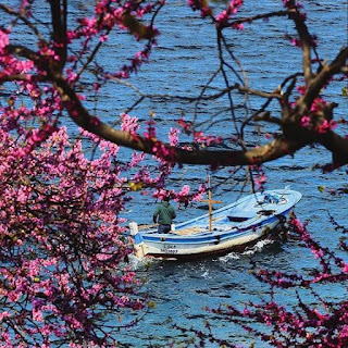Gül