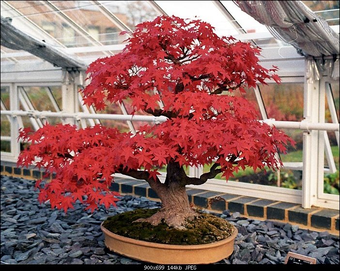 bonsai