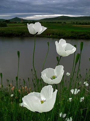 Şakayık
