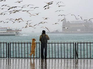 Bu Kırlangıçlar Gitmemiş Miydi?
