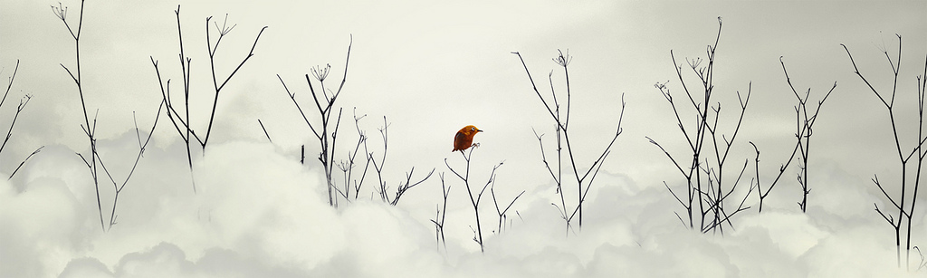 Yürek Ve Ten Masalı