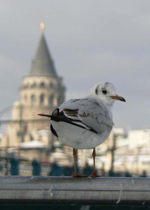 Şimdi kim bağışlayacak beni