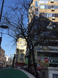 Bahara Doğru