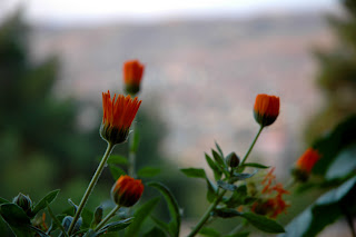 Karanfil Sokağı