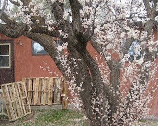 Bir Kayısı Ağacı