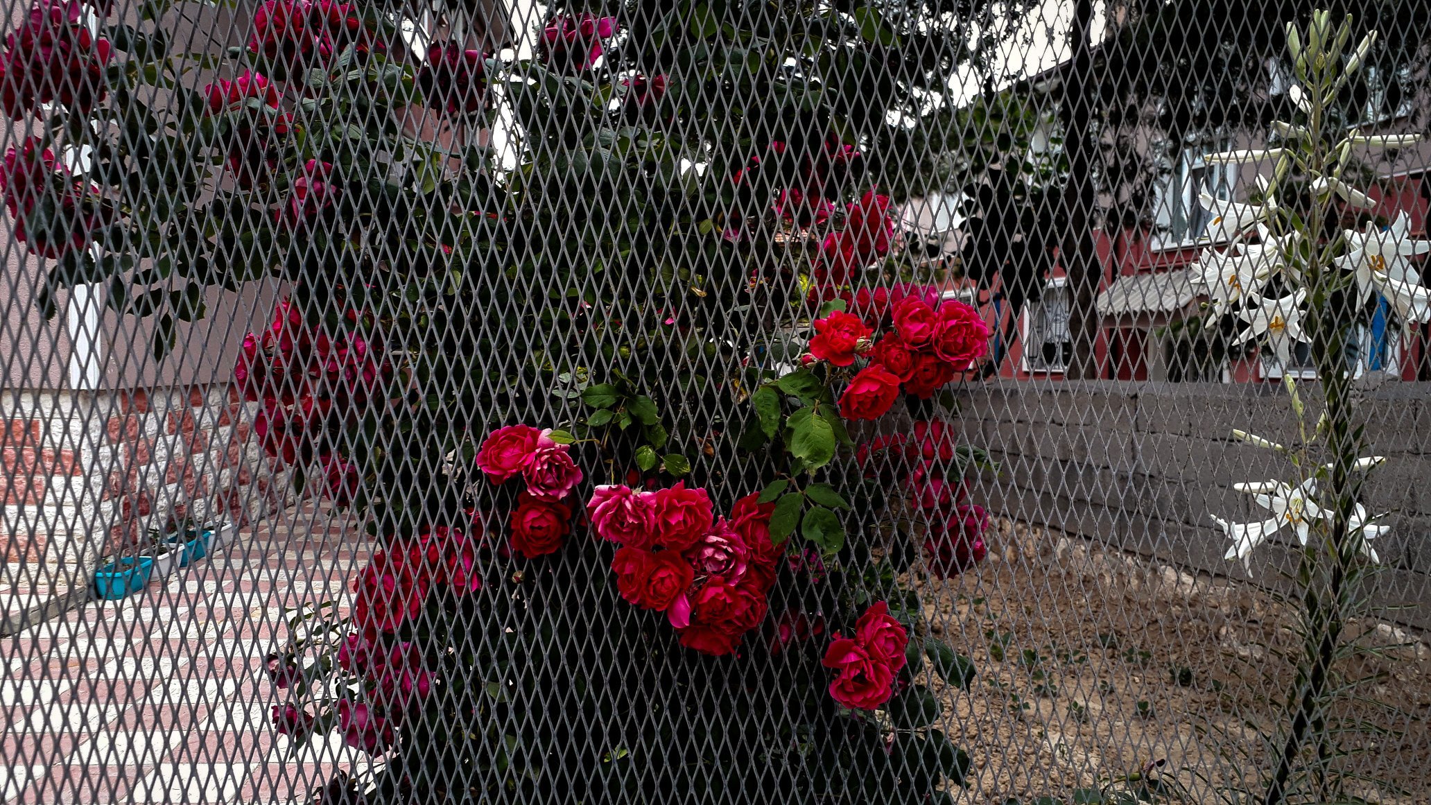 Kuş Yuvalarını Kuyu Ağızlarını