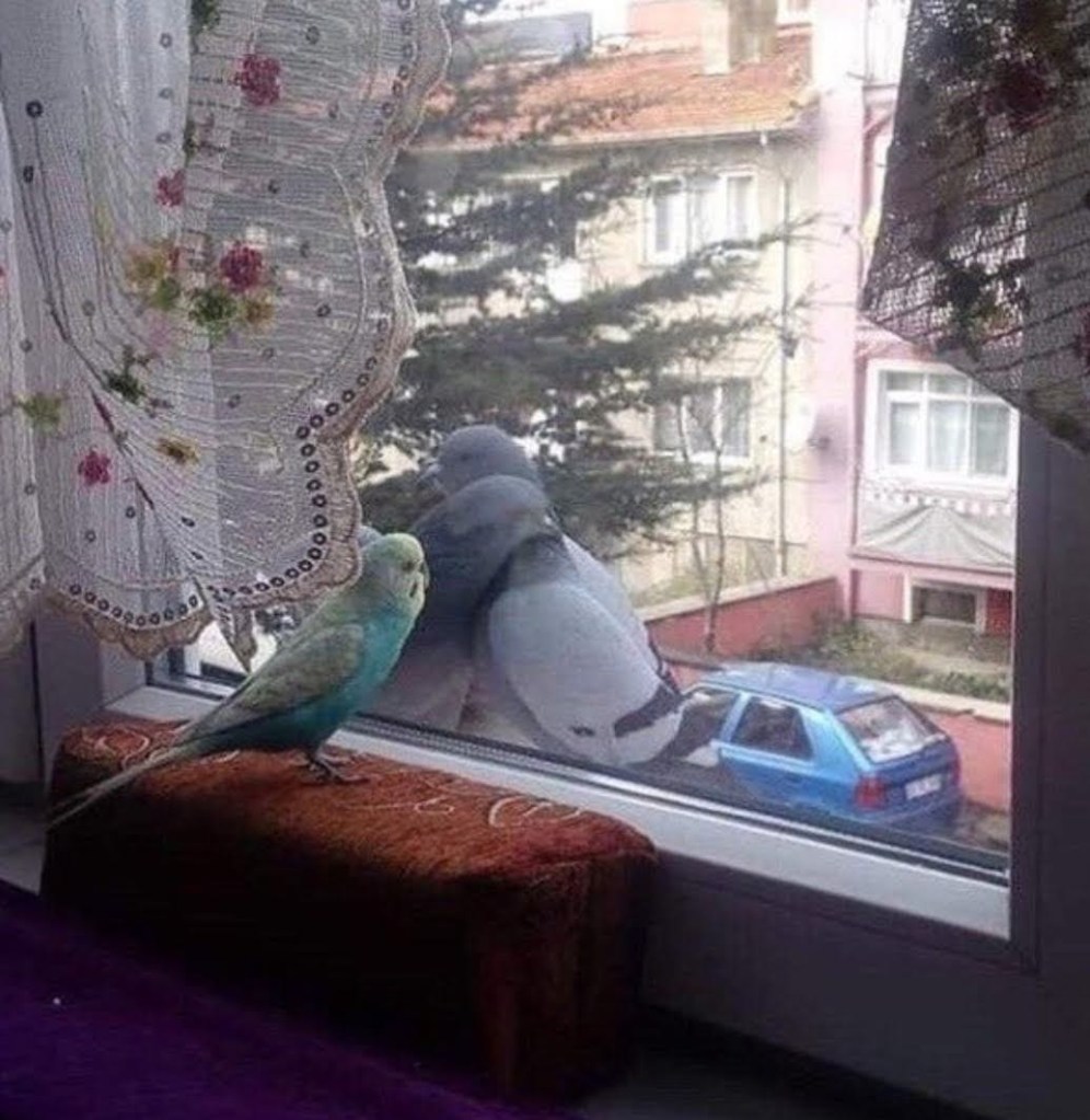 KIRGIN YÜREĞİN AĞITI