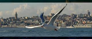 Bir Adın Yolculuktu