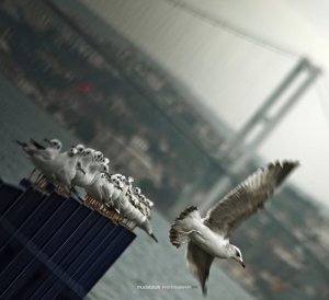 martilar-ve-istanbul