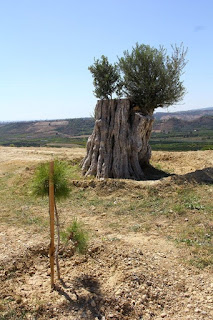 Şiir sanatı ve onu öğrenmenin yolu