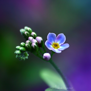 Adam Olmak