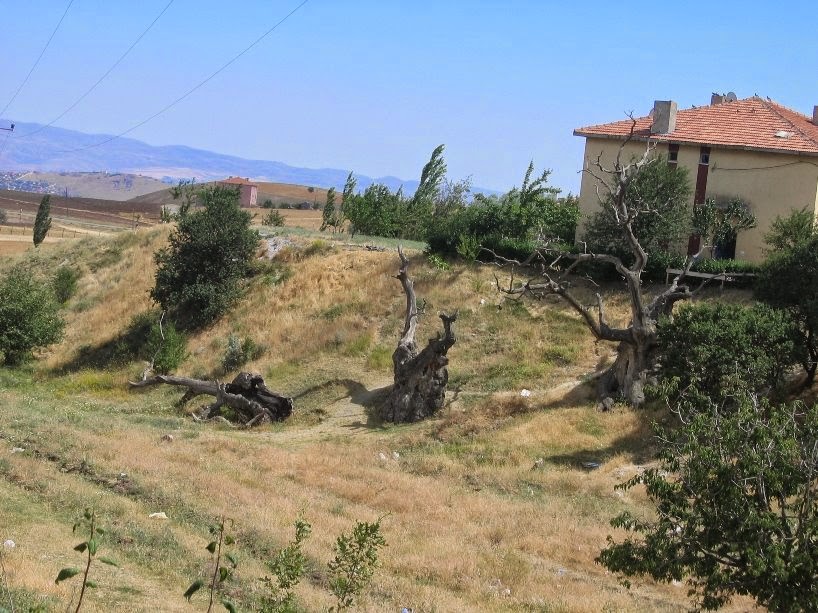 Üç Ağaç