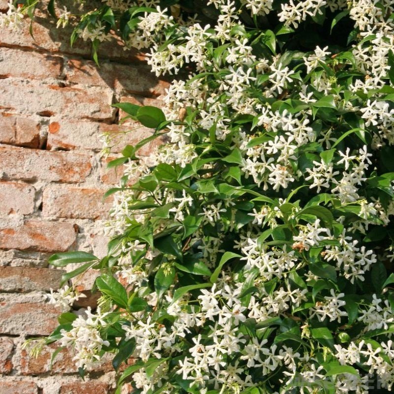 Nazlı'nın Ölümü