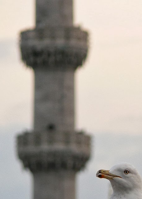 Sen İstanbula Aldırma