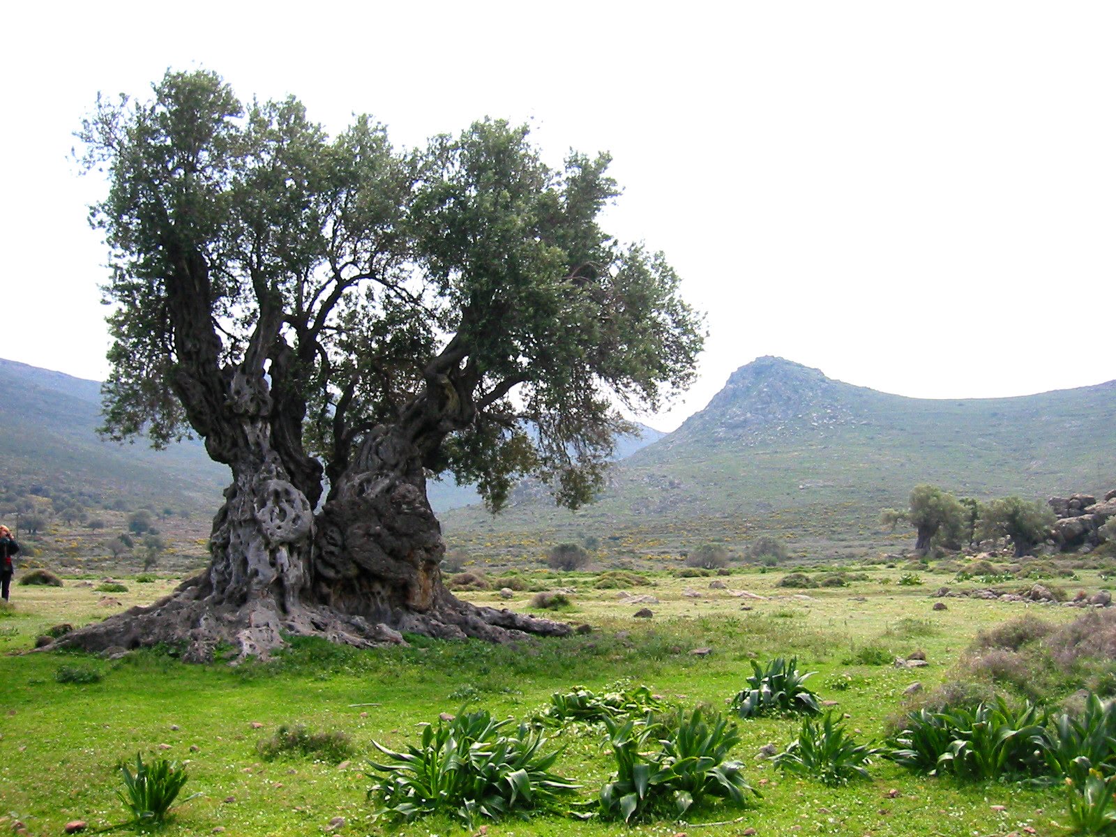 Zeytin Ağacı