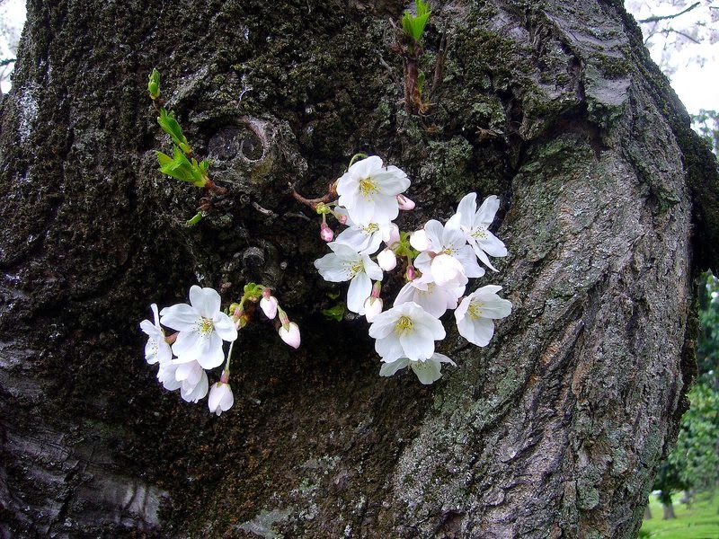 Matsuo Başo - Haiku