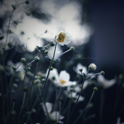 Tercüme