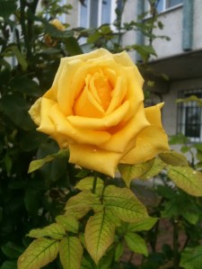 Bu Kadar!