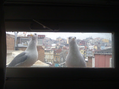 Gündüzünü Kaybeden Kuş